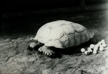 Eine gerillte oder afrikanische Spornschildkröte mit ihren Eiern im Londoner Zoo, Juli 1922